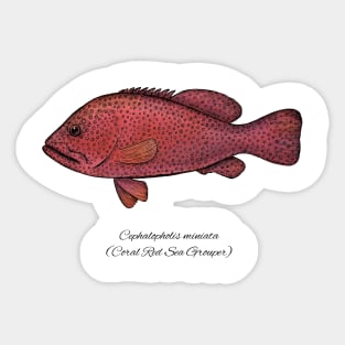 cephalopholis miniata Sticker